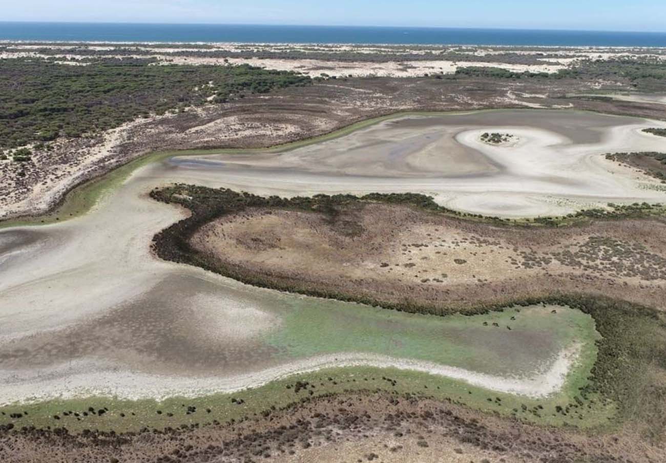 La última laguna permanente de Doñana se seca por la sequía y la sobreexplotación de acuíferos