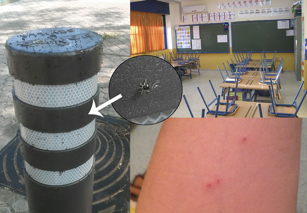 FACUA Sevilla considera alarmante la situación generada por la plaga de pulgas en el CEIP Teodosio FACUA Sevilla considera alarmante la situación generada por la plaga de pulgas en el CEIP Teodosio