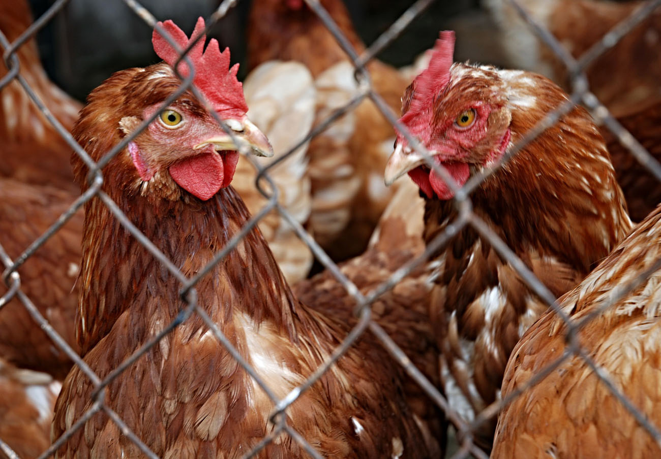 Elevados a 13 los países afectados por el escándalo de los huevos holandeses contaminados con insecticida
