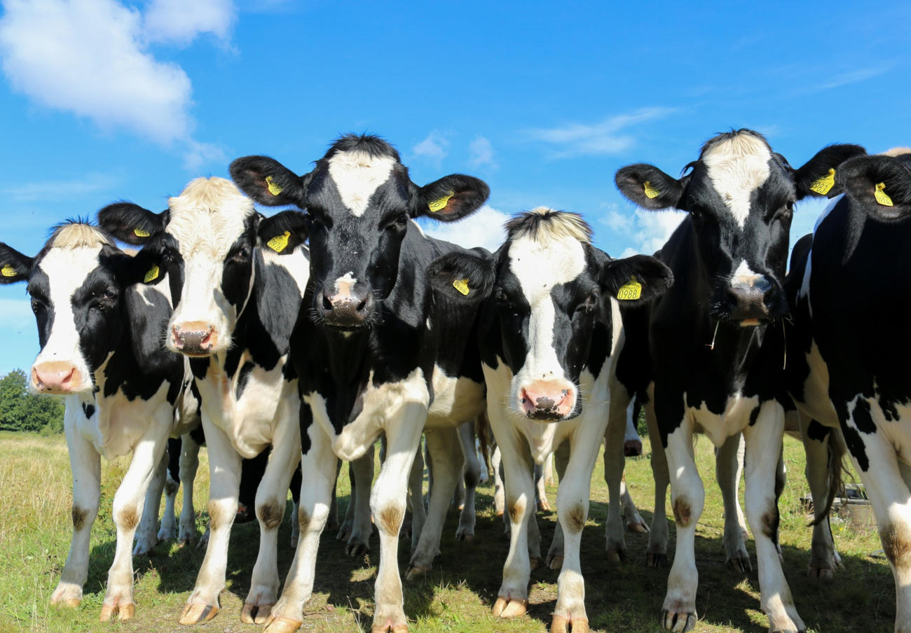 Multa de 80 millones a Nestlé, Danone, Pascual y otras empresas lácteas por ir en contra de los ganaderos
