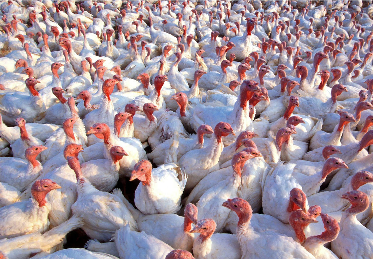 Sacrifican 15.000 pavos tras confirmarse un foco de gripe aviar en una granja de engorde en Huelva