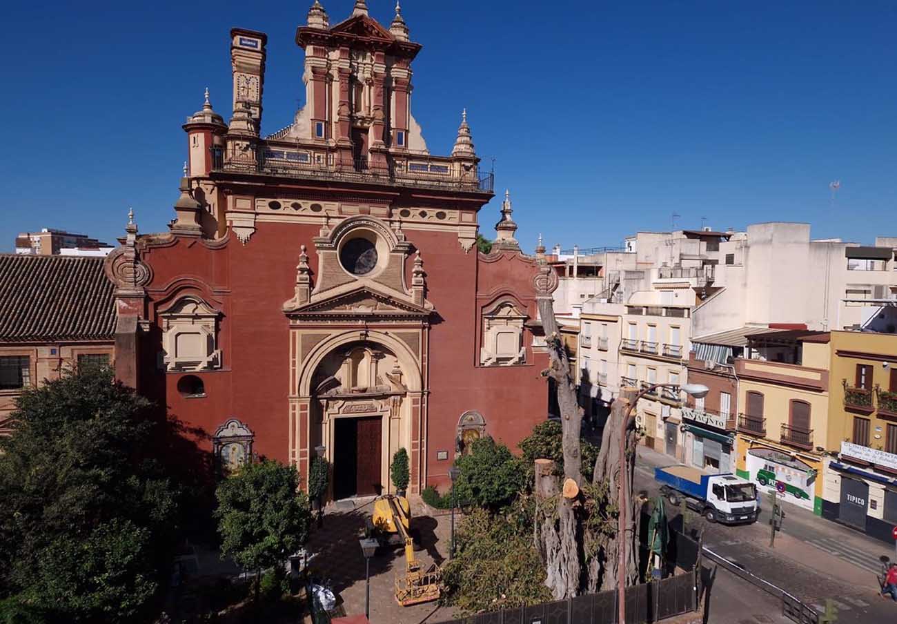 FACUA Sevilla critica la falta de mantenimiento del ficus de San Jacinto por parte de la Iglesia