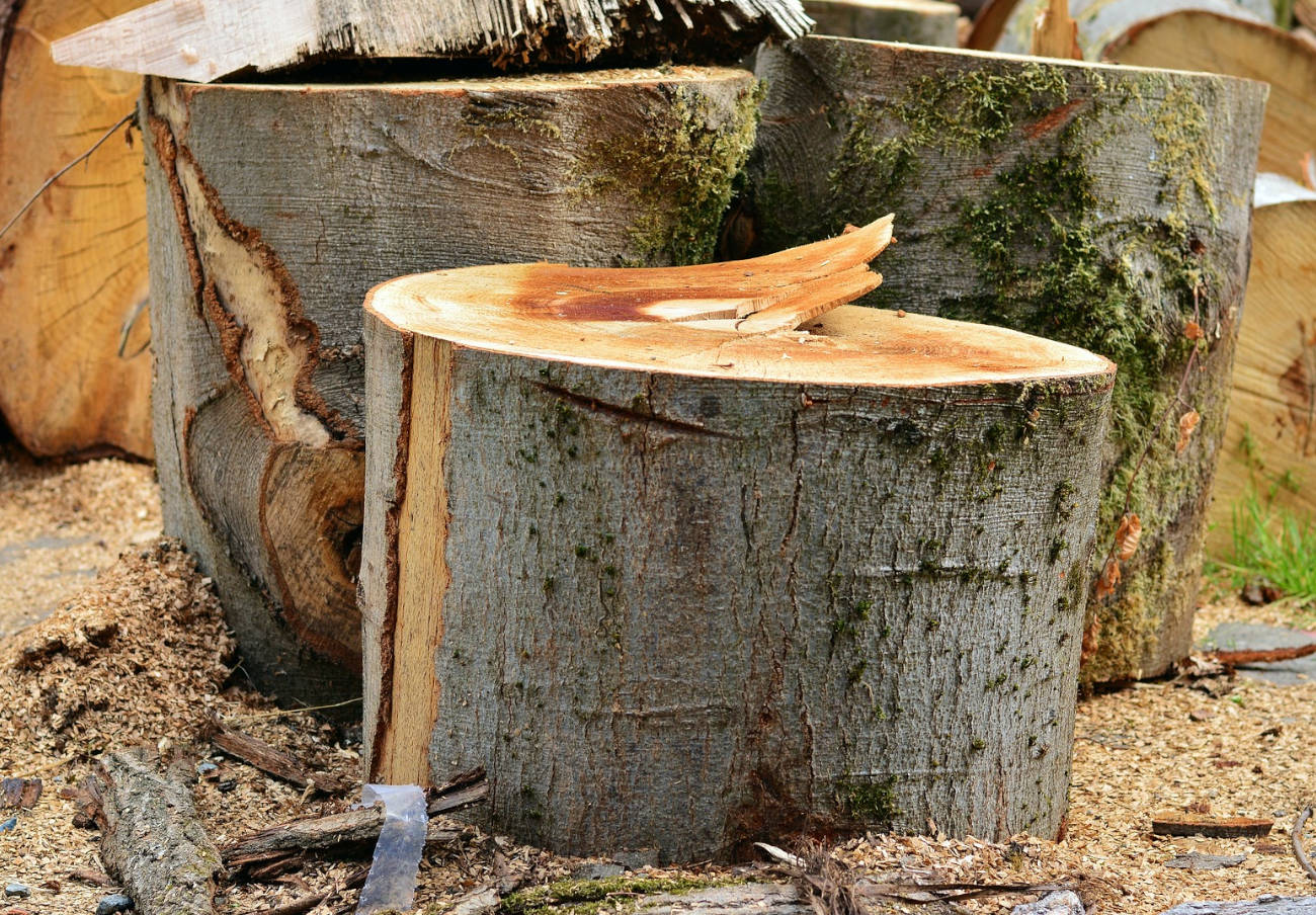 La Unión Europea pide ampliar penas e incluir nuevos delitos medioambientales como el tráfico de madera