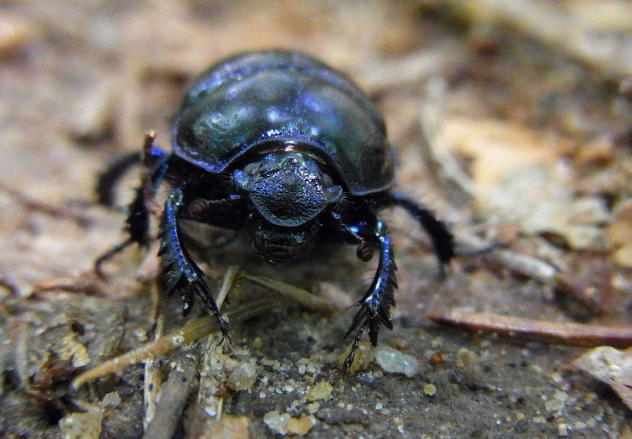 Europa autoriza la comercialización de las larvas del escarabajo del estiércol como nuevo alimento